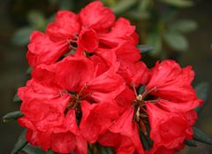 R.Elizabeth Red foliage